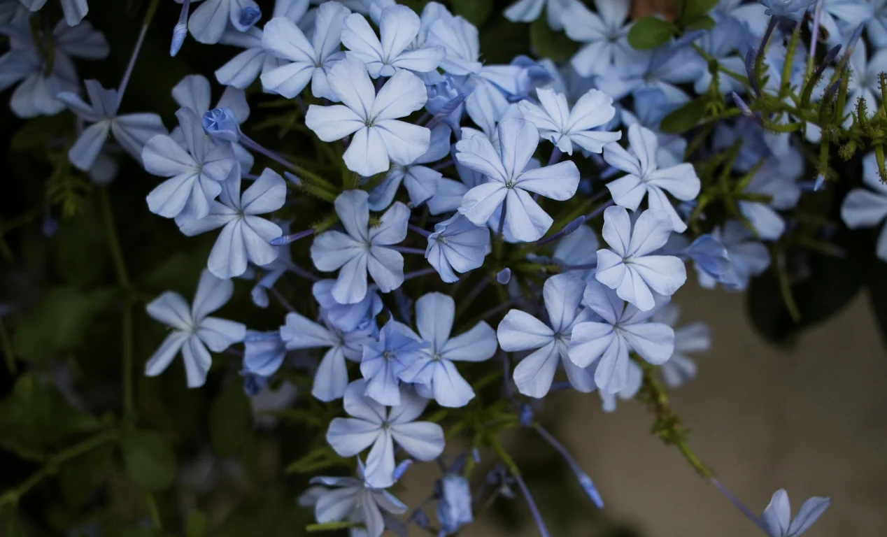¿Dónde ver flores en Tarapoto y qué lugares visitar para encontrarlas?