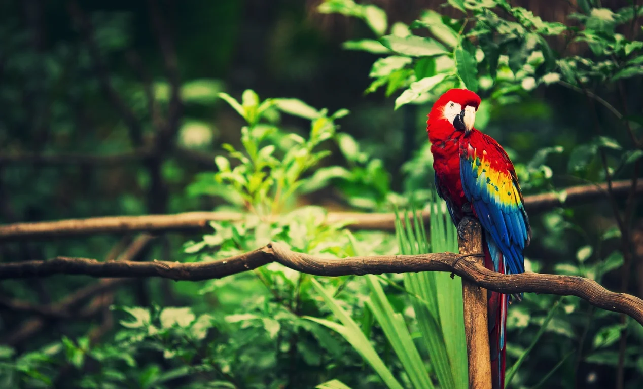 Animales de Tarapoto, la fauna que vive en la selva alta de la Ciudad de las Palmeras